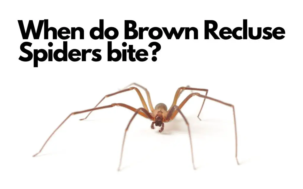 Understanding Brown Recluse Bites: Symptoms, Treatment, and Prevention