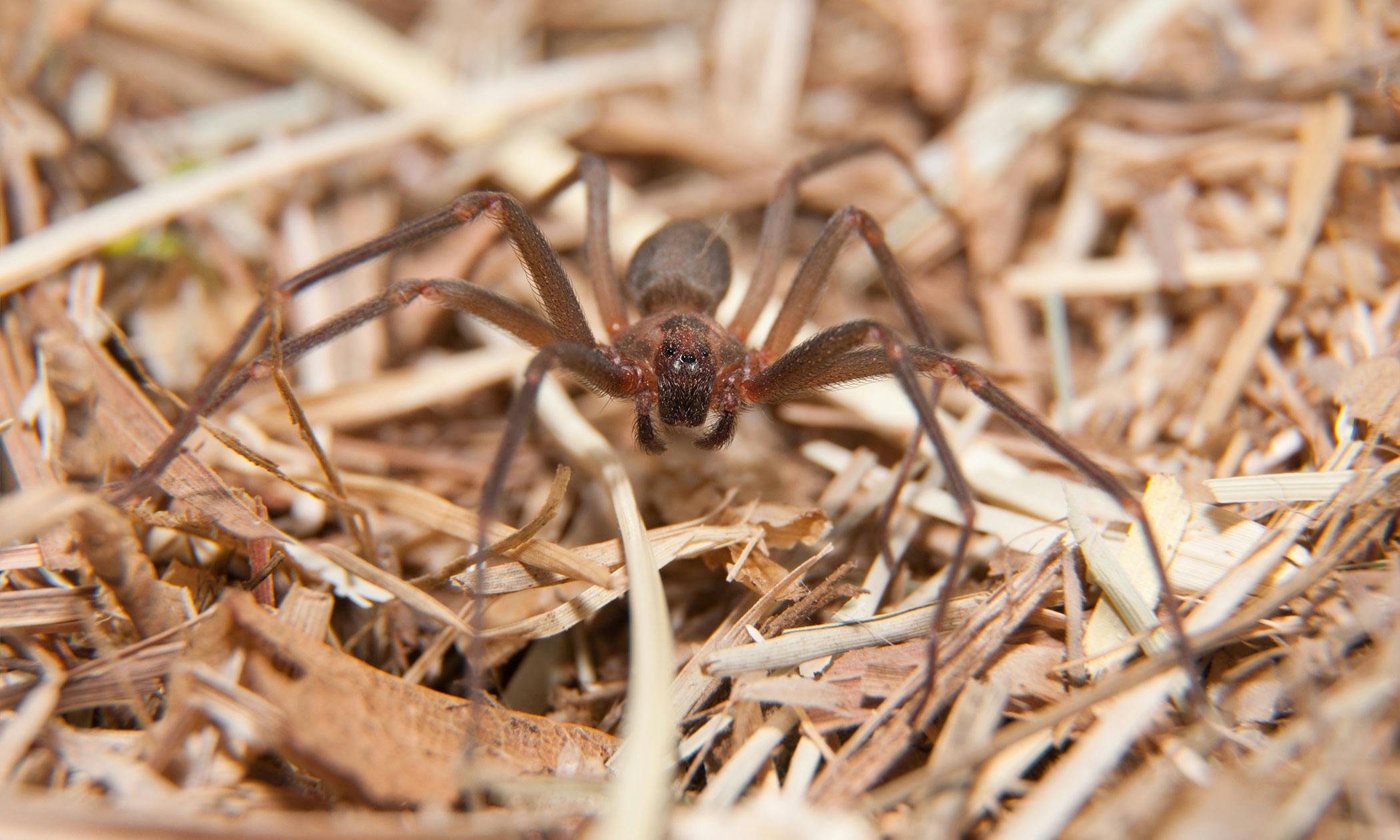 brown recluse bite